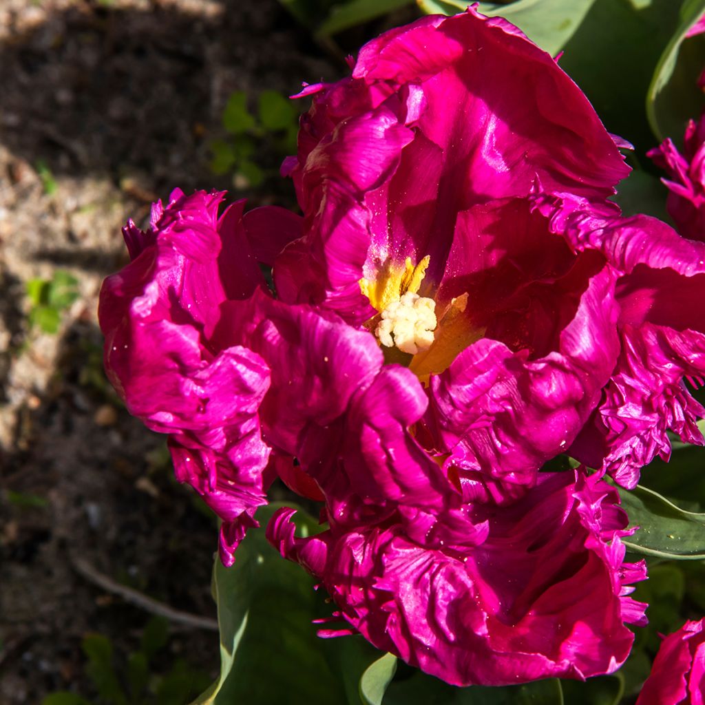Tulipa Parrot Prince - Papegaaitulp