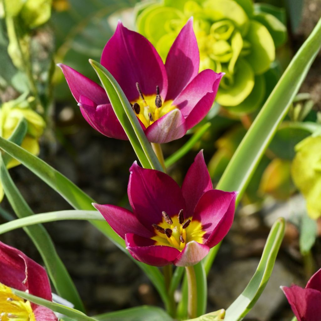 Tulipa humilis Odalisque - Dwergtulp