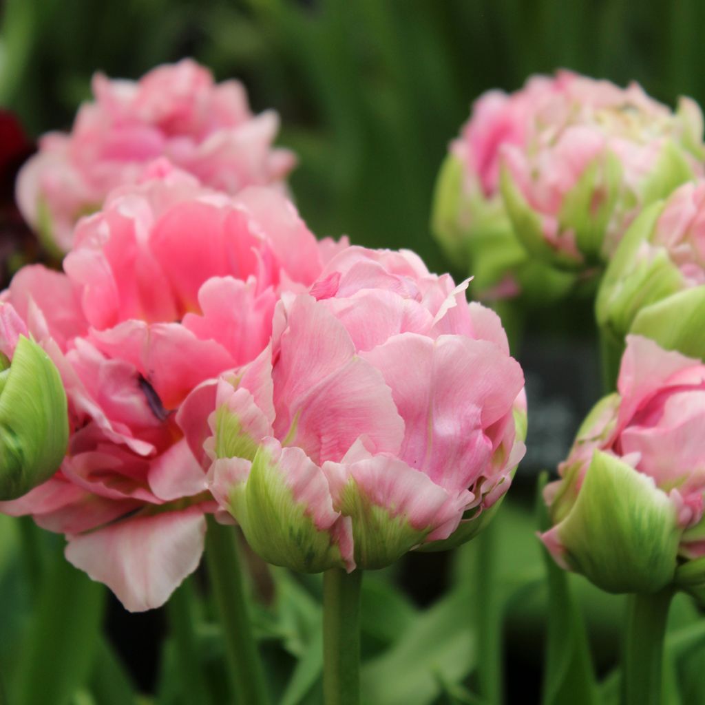 Tulipa Double Arosa - Dubbele late tulp