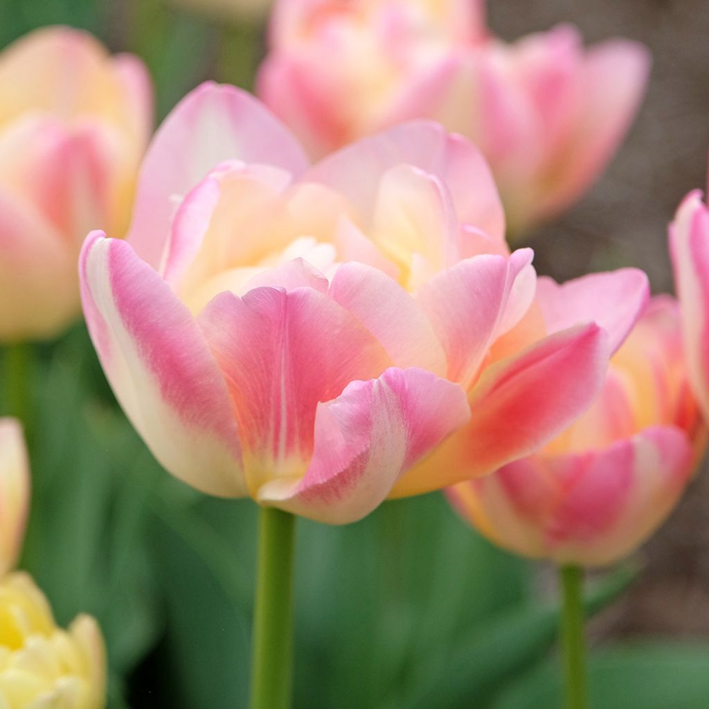 Tulipa Crème Up Star - Dubbele late tulp