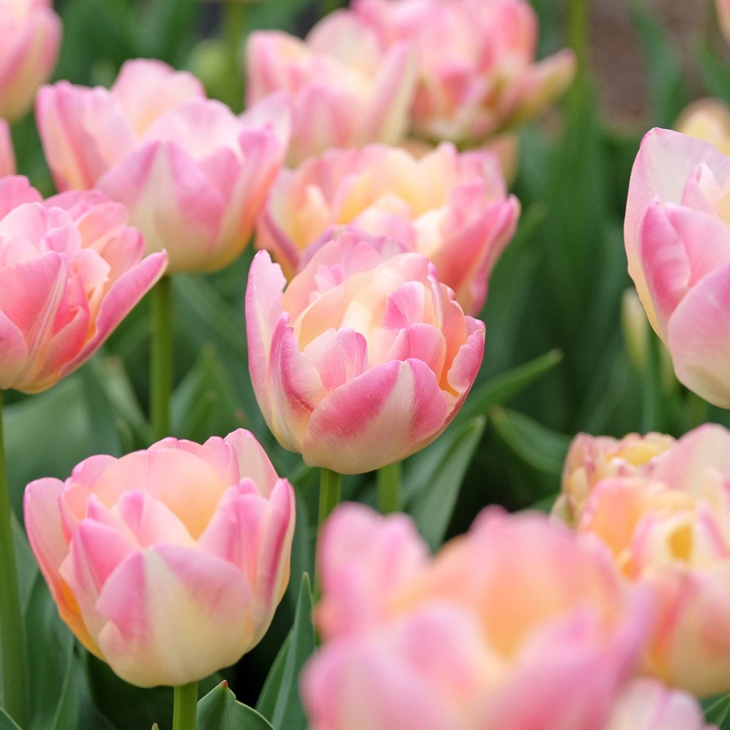 Tulipa Crème Up Star - Dubbele late tulp