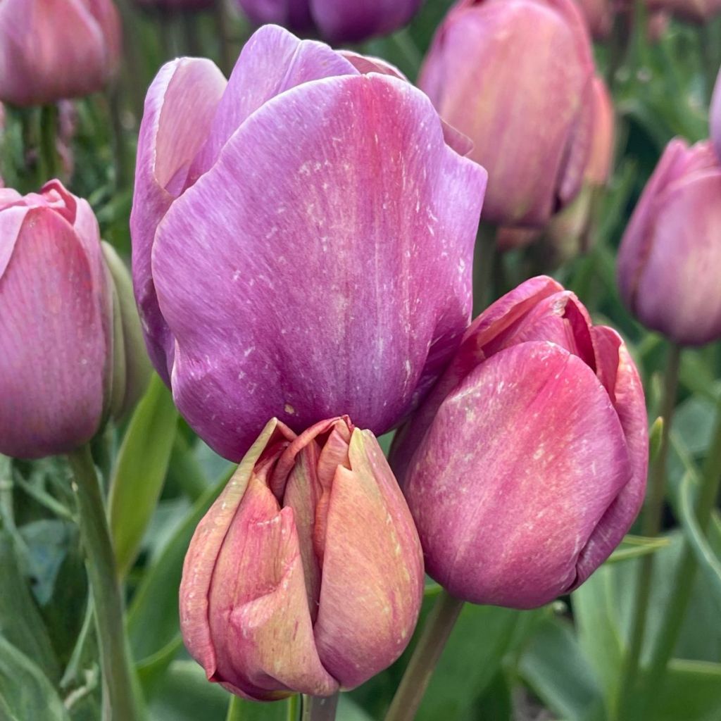 Tulipa Blue Heaven - Meerbloemige tulp
