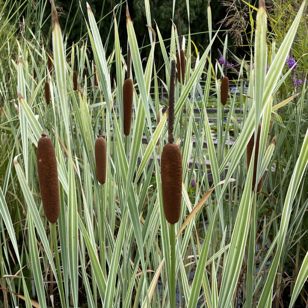 Typha latifolia Variegata - Grote lisdodde