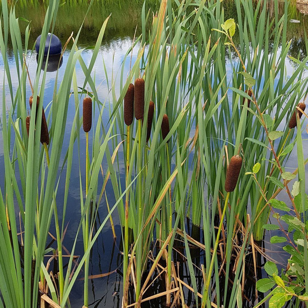 Typha laxmannii - Grote lisdodde