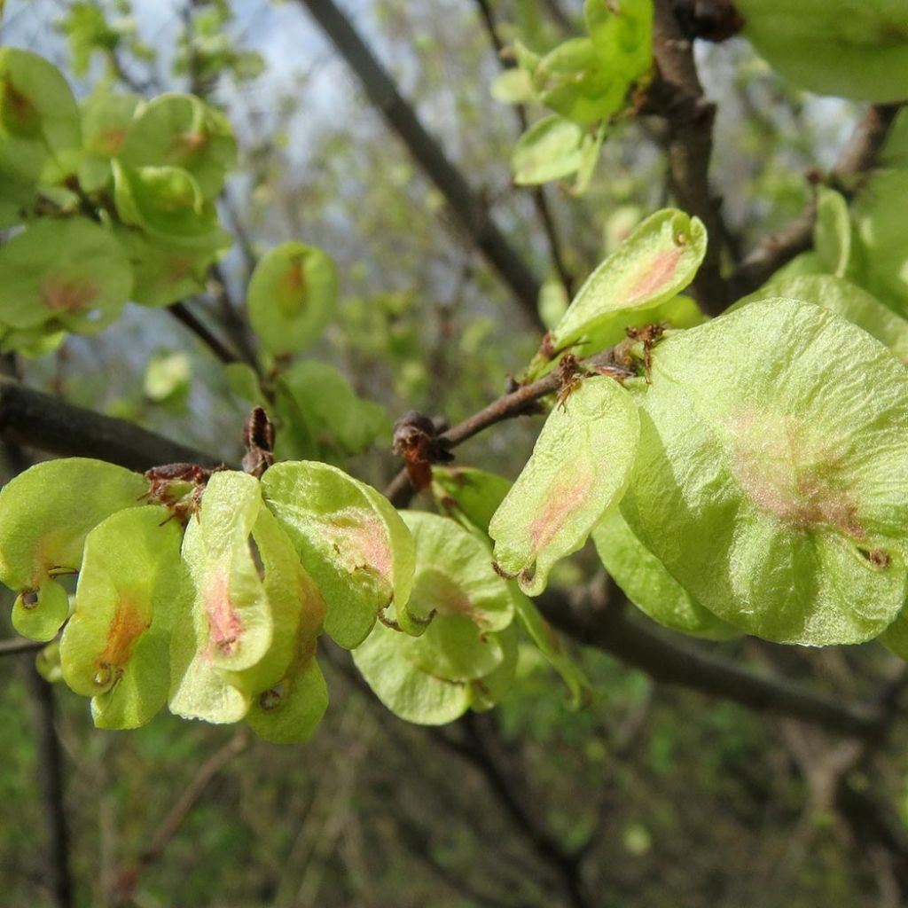 Ulmus carpinifolia Pendula - Gladbladige iep