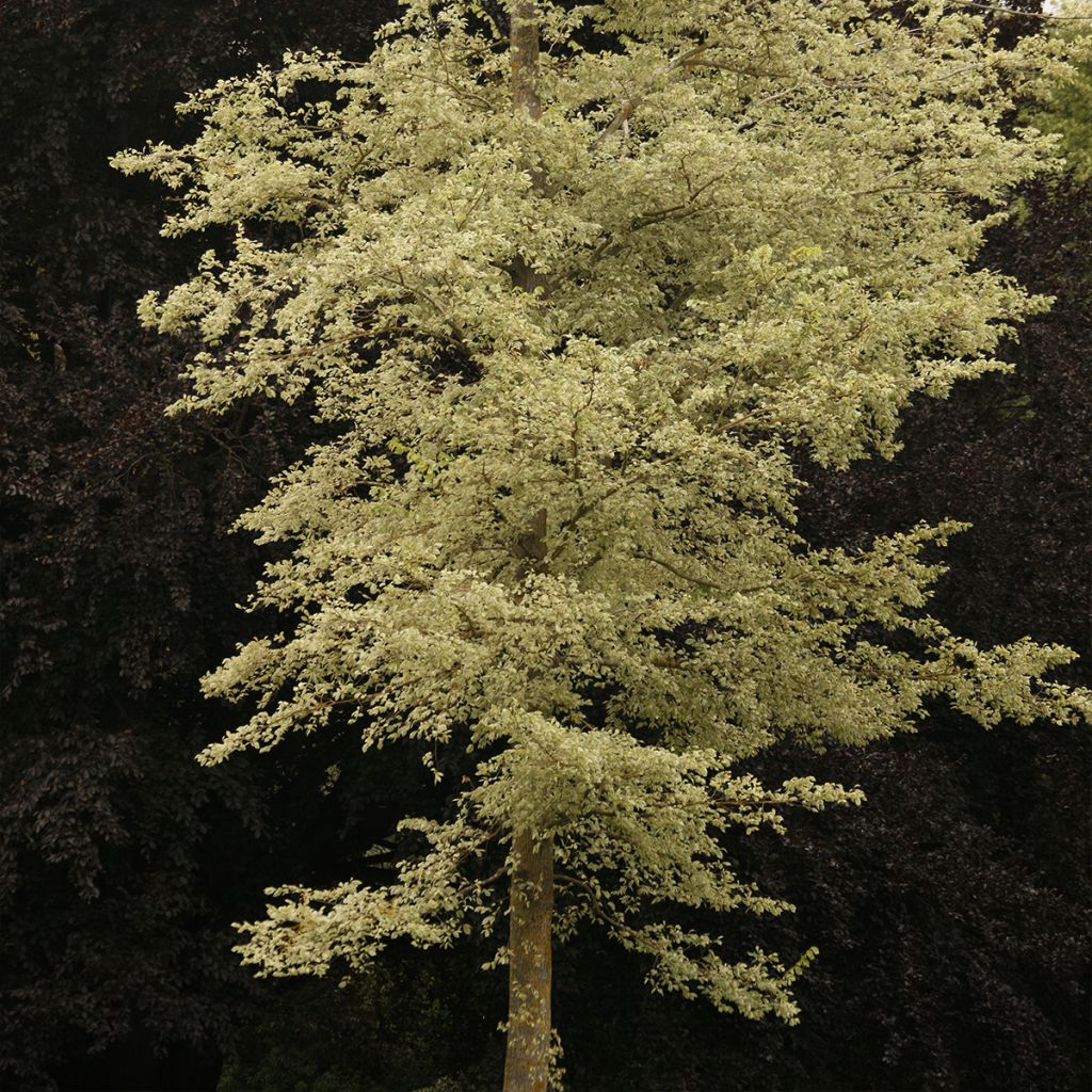 Ulmus minor Argenteovariegata - Gladde iep