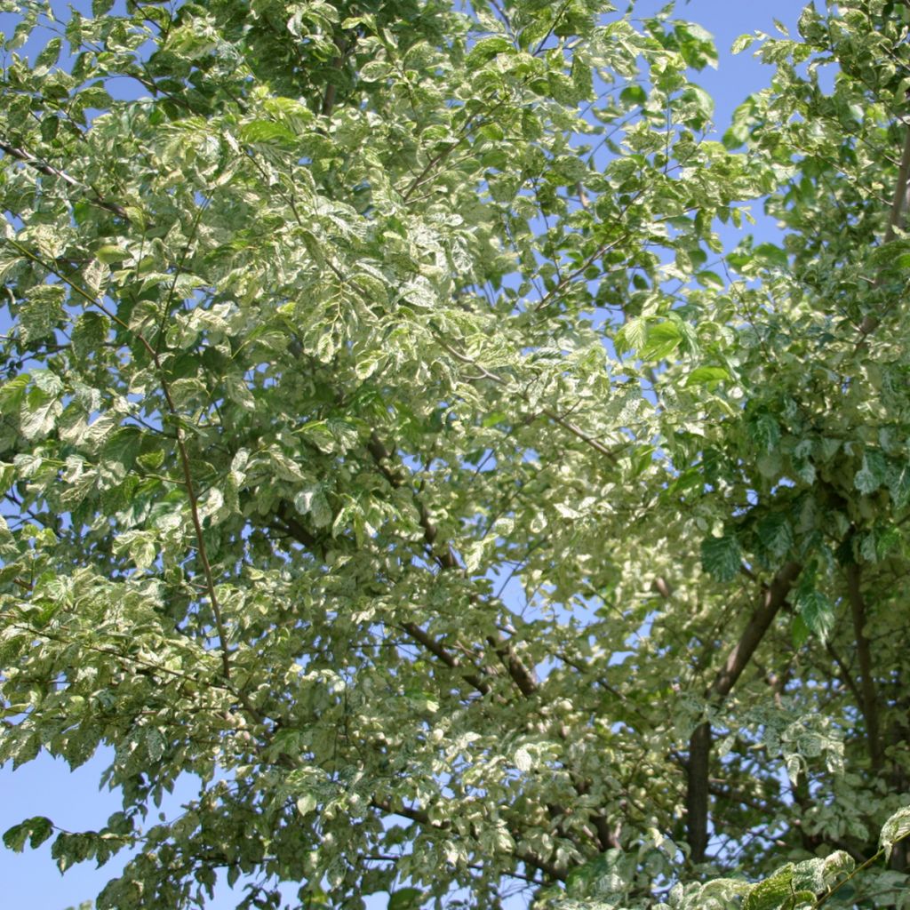Ulmus minor Argenteovariegata - Gladde iep