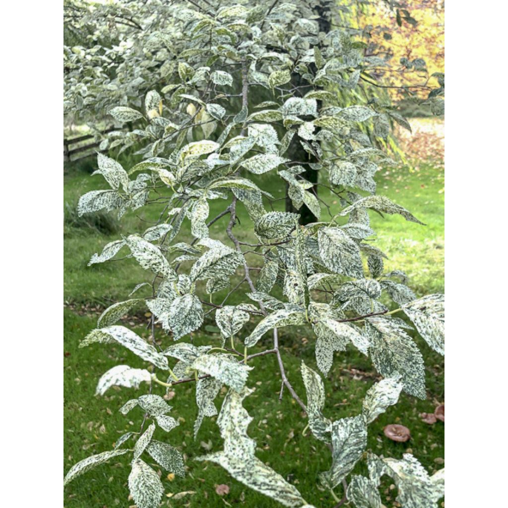 Ulmus minor Argenteovariegata - Gladde iep