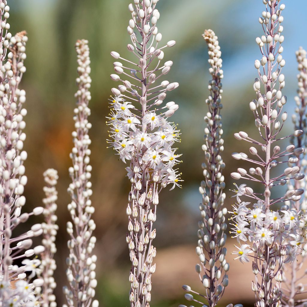 Urginea maritima - Zeeui