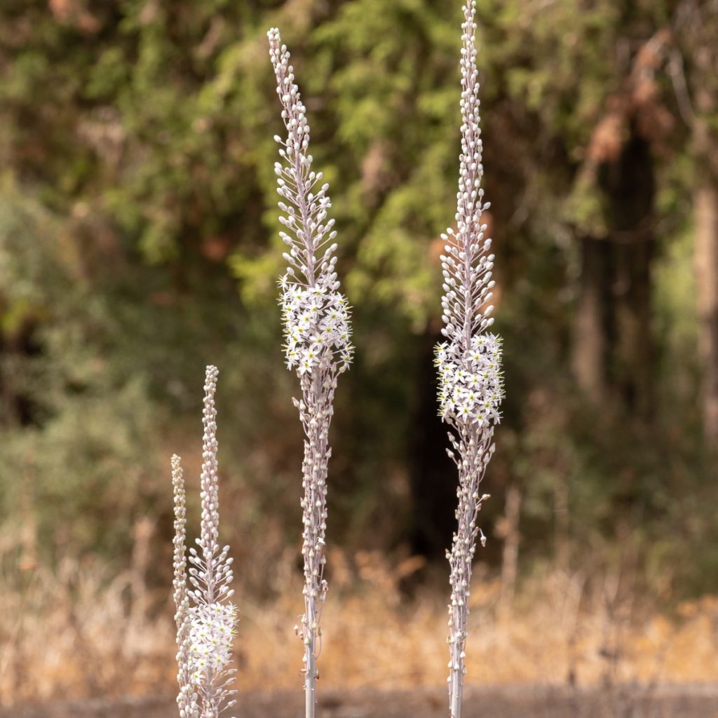 Urginea maritima - Zeeui