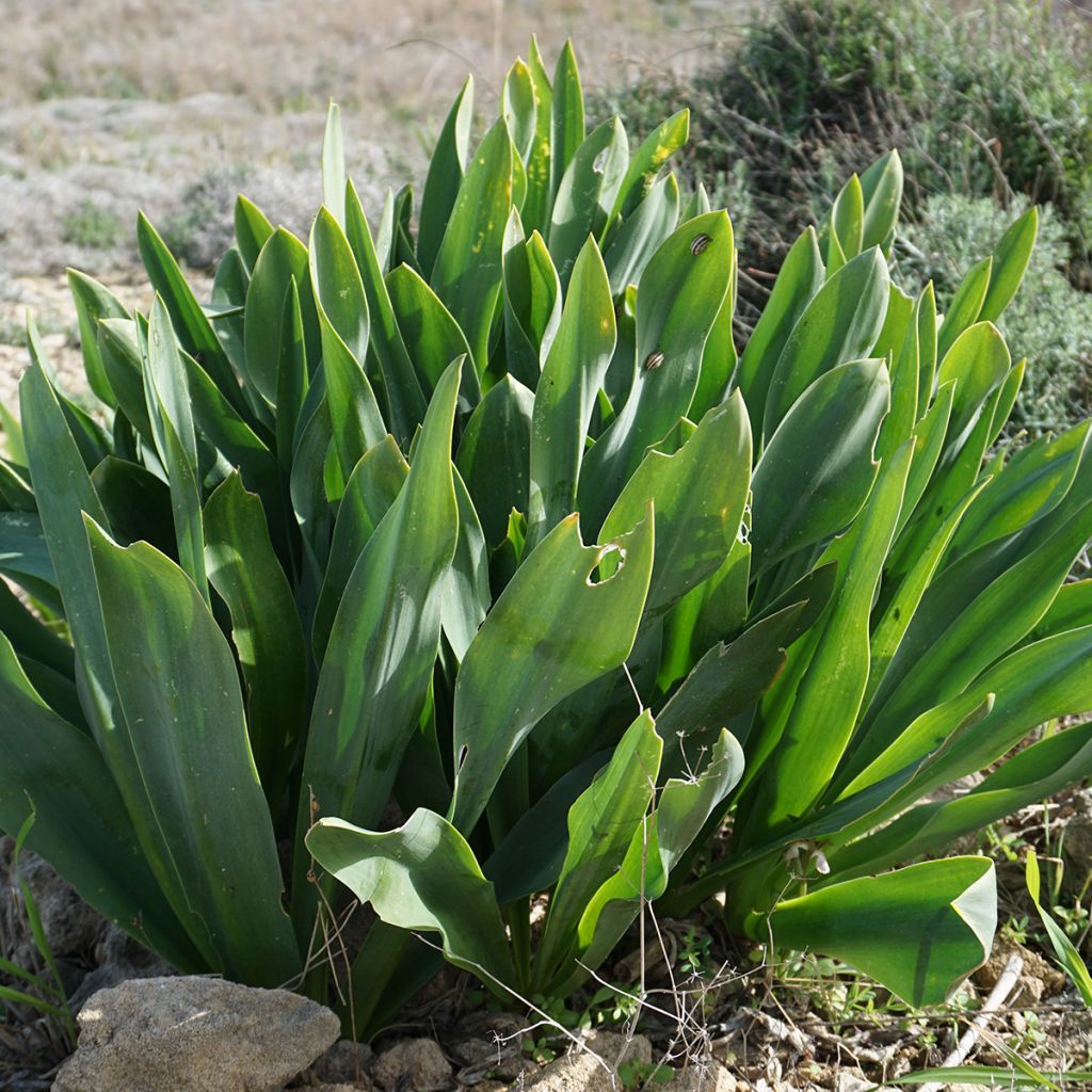 Urginea maritima - Zeeui