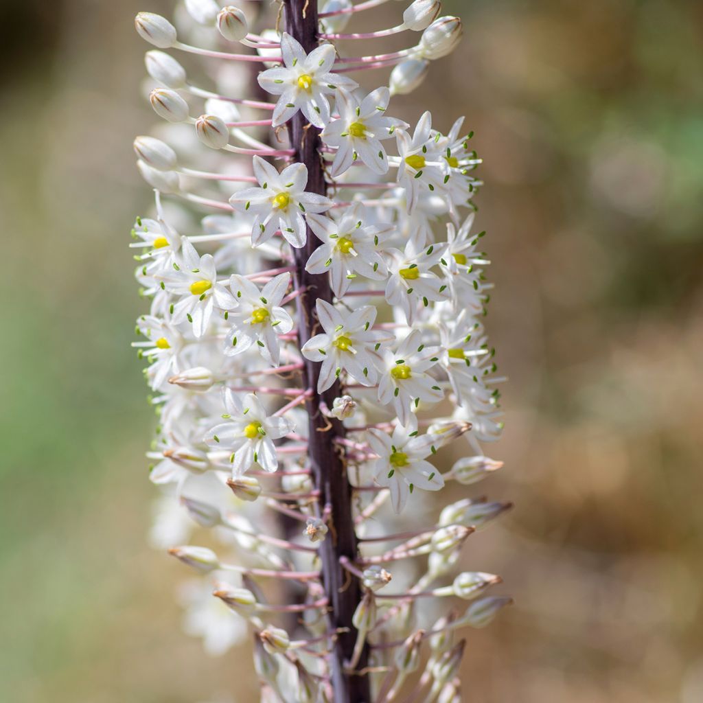 Urginea maritima - Zeeui