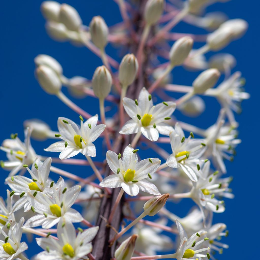 Urginea maritima - Zeeui