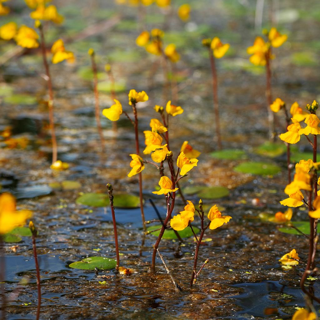 Utricularia vulgaris - Groot blaasjeskruid