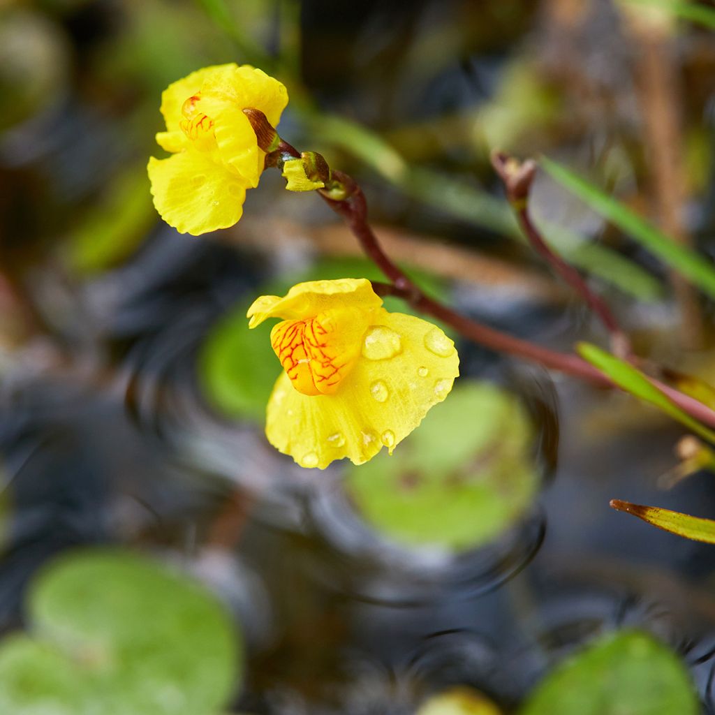 Utricularia vulgaris - Groot blaasjeskruid