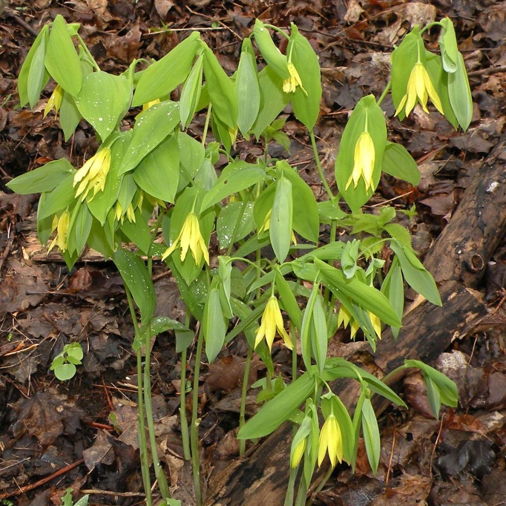 Uvularia grandiflora - Feestklokje