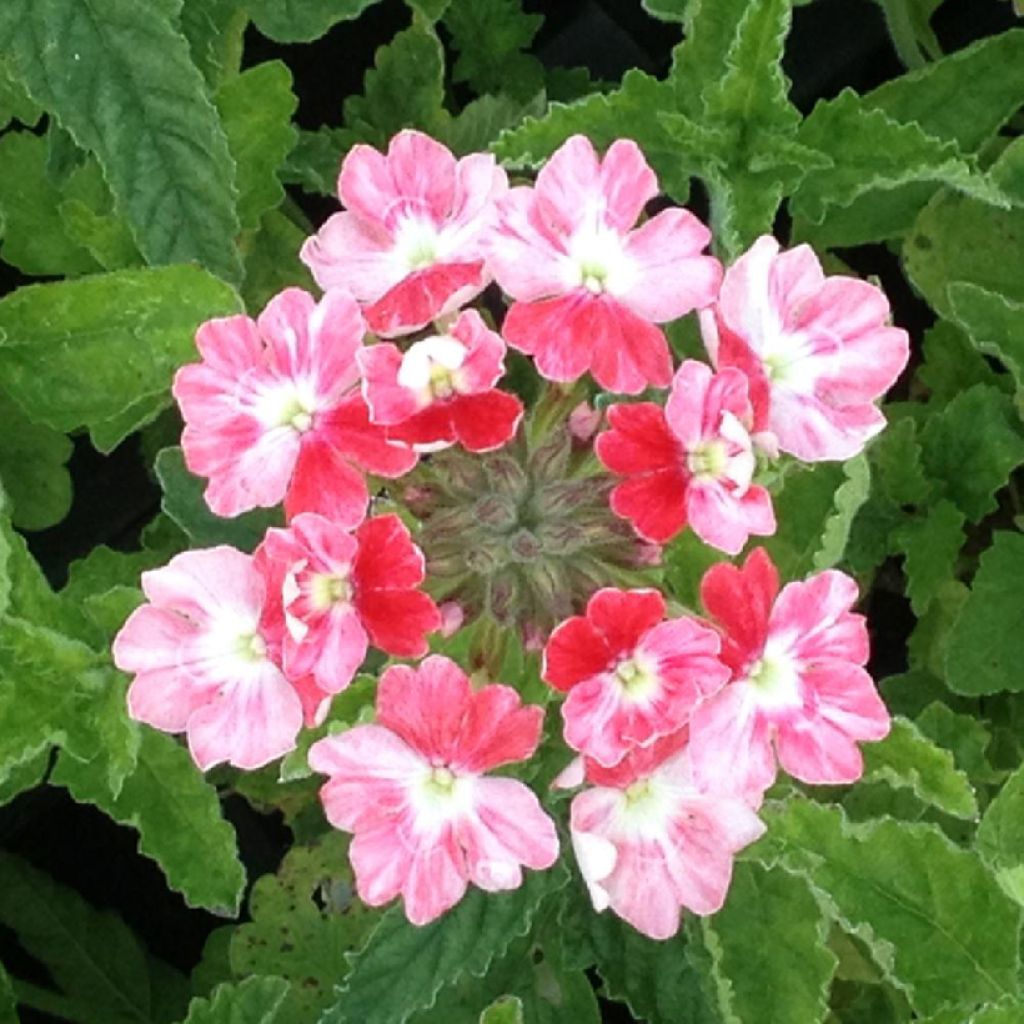 Verveine Pink Parfait