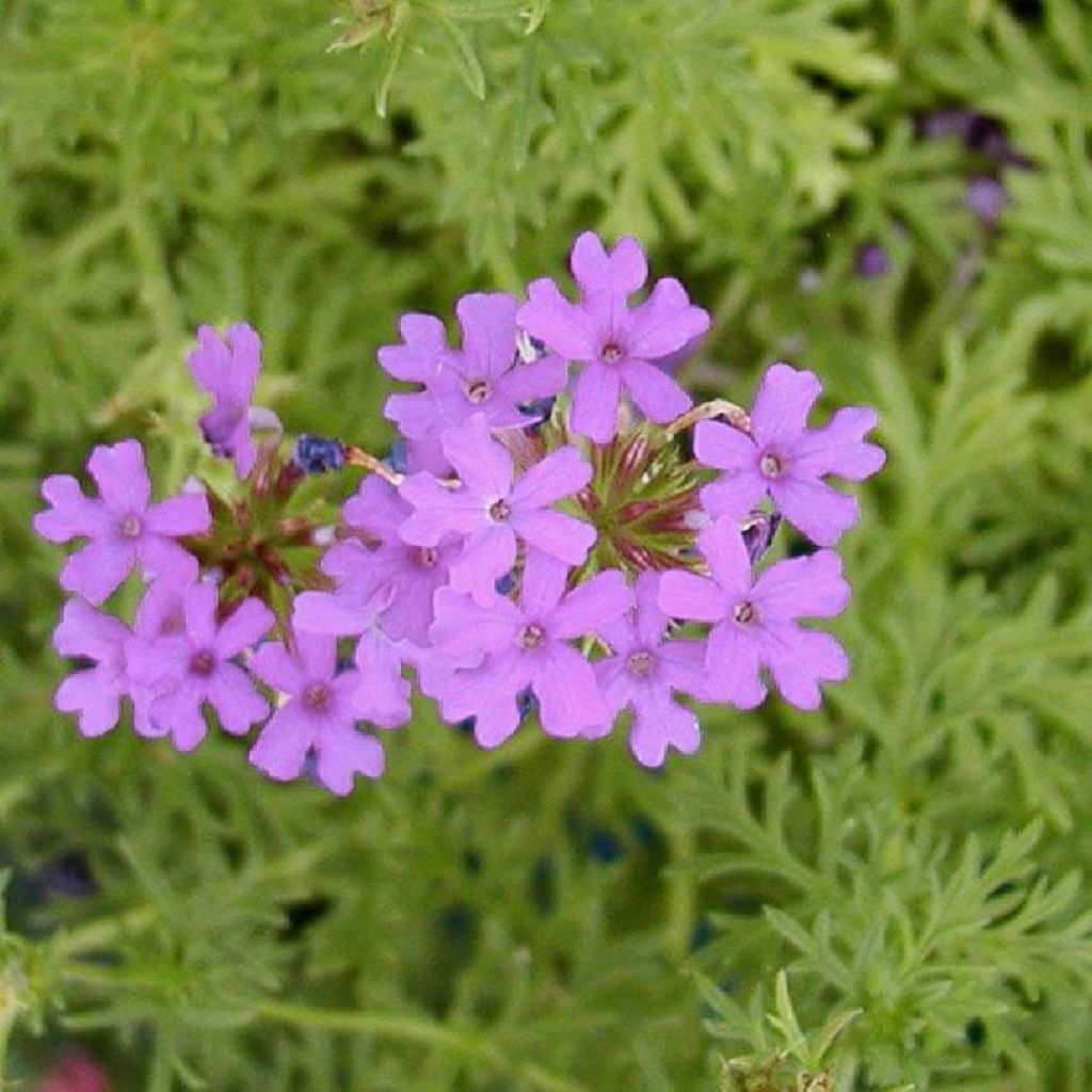 Verbena tenuisecta - Verveine mousse