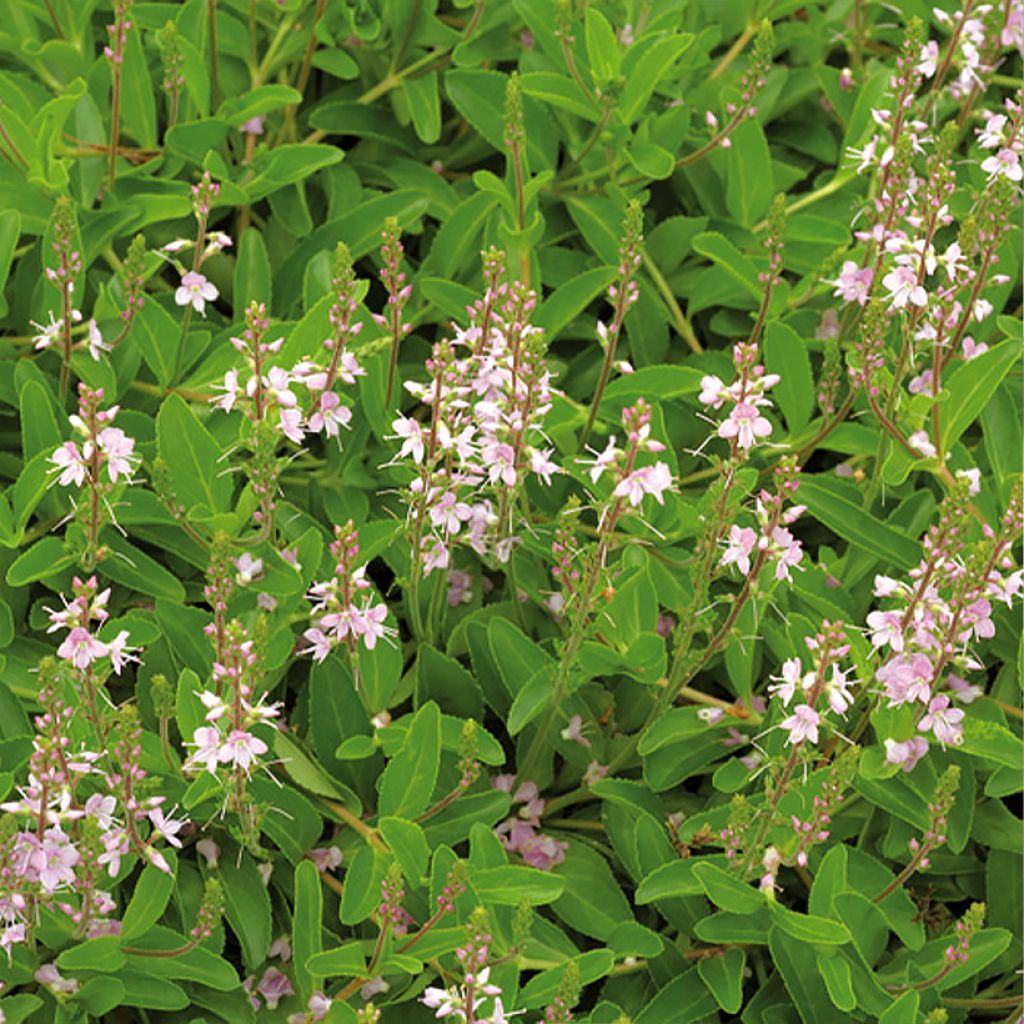 Veronica Kentish Pink - Winterereprijs