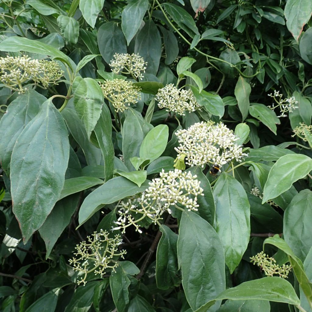 Viburnum cylindricum - Sneeuwbal