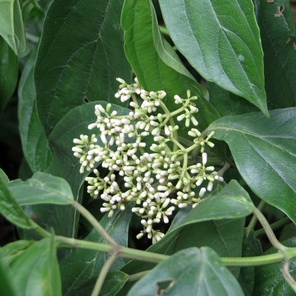 Viburnum cylindricum - Sneeuwbal