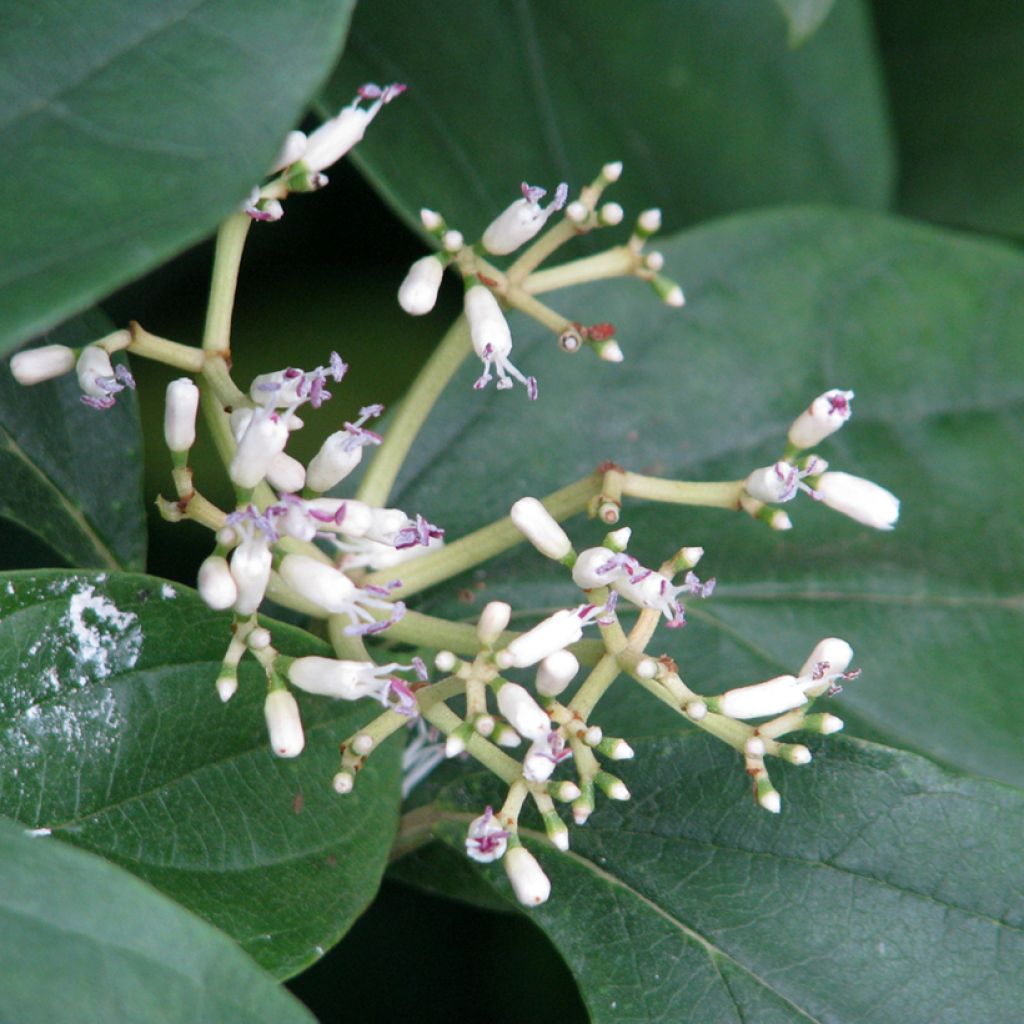 Viburnum cylindricum - Sneeuwbal