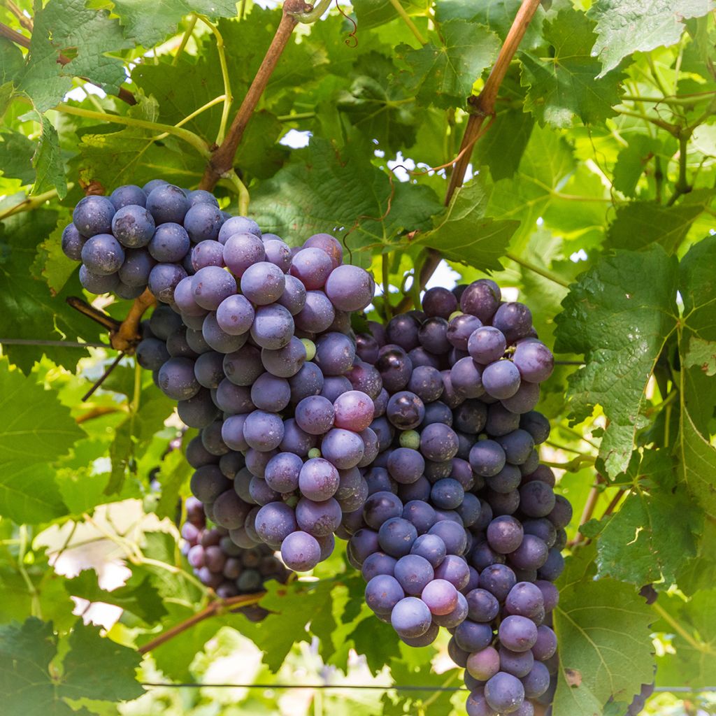 Tafeldruif Moscato d'Adda