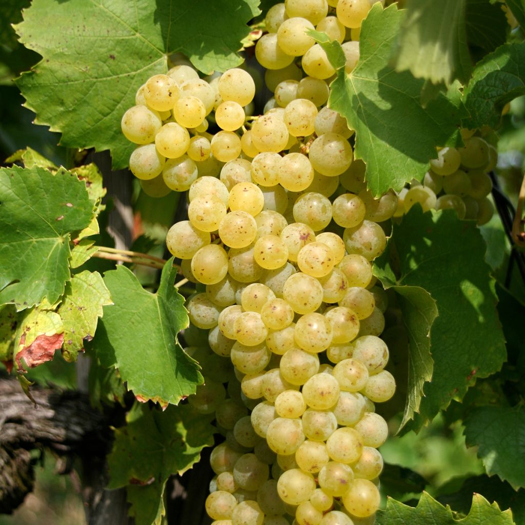 Vermentino druif
