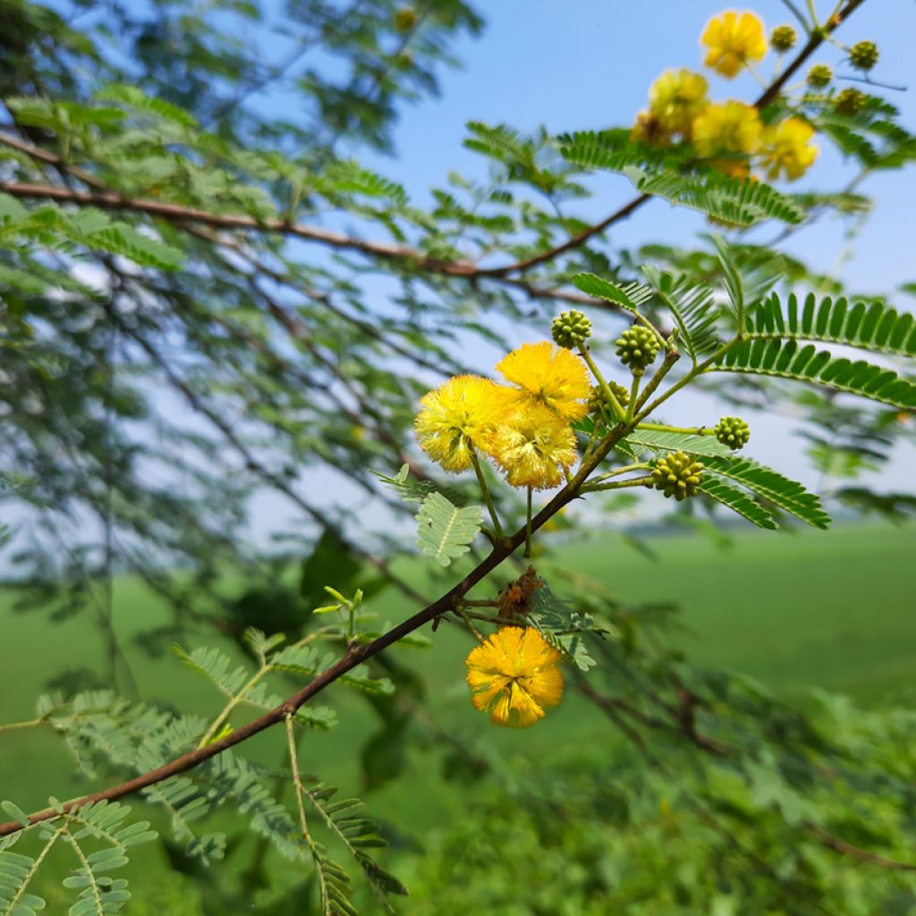 Vachellia farnesiana - Kassiaboom