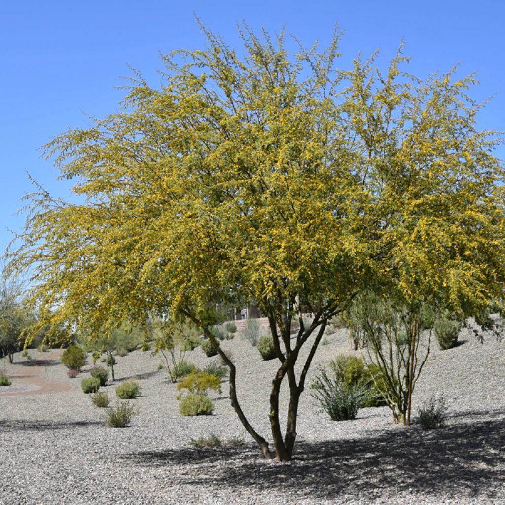 Vachellia farnesiana - Kassiaboom