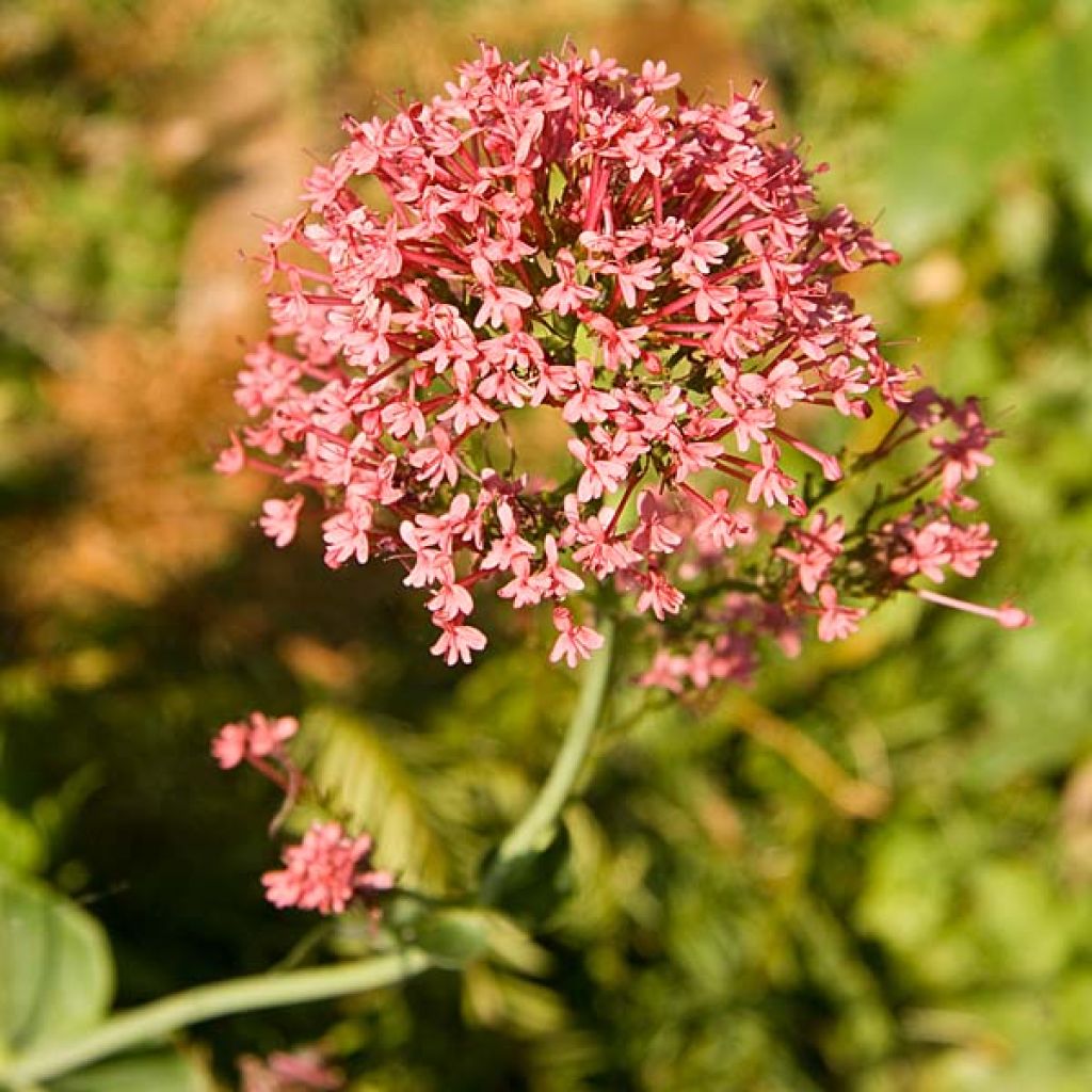 Centranthus ruber Coccineus - Rode valeriaan