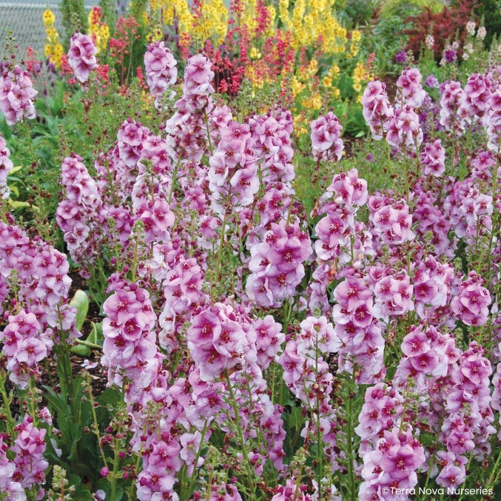 Verbascum Lavender Lass - Toorts