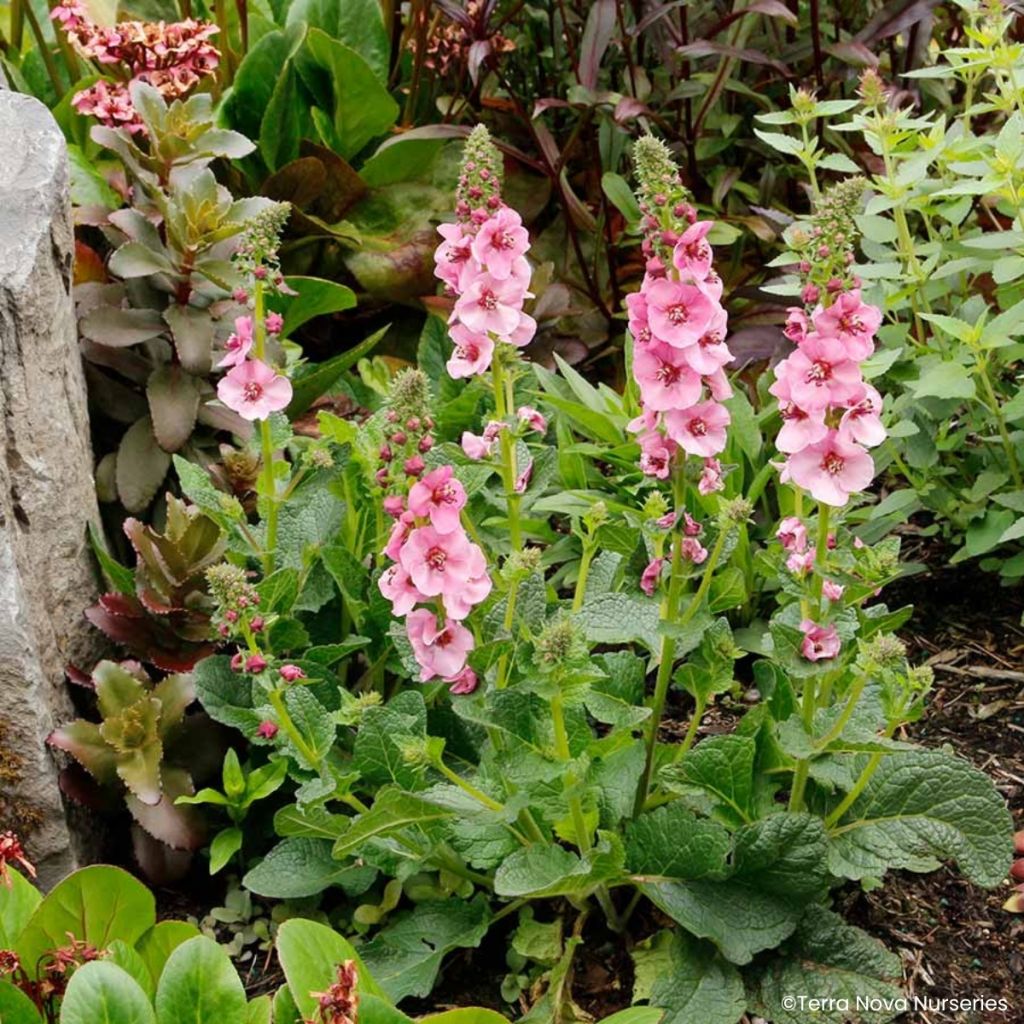 Verbascum Lavender Lass - Toorts