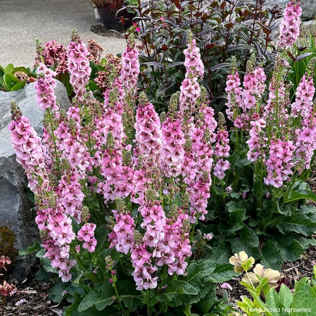Verbascum Lavender Lass - Toorts