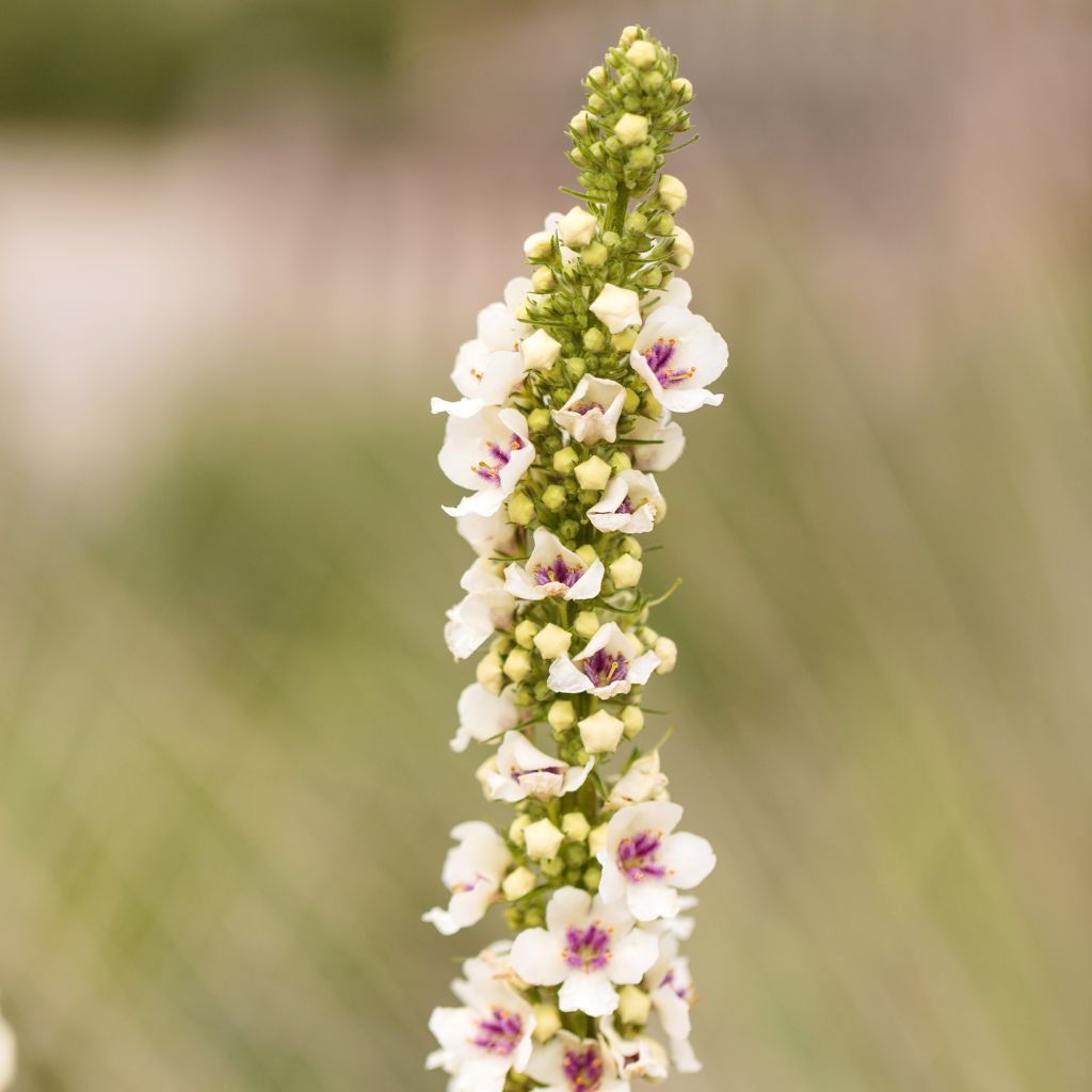 Verbascum chaixii Album - Toorts