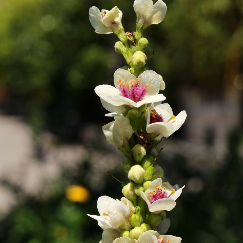 Verbascum chaixii Album (zaad) - Toorts