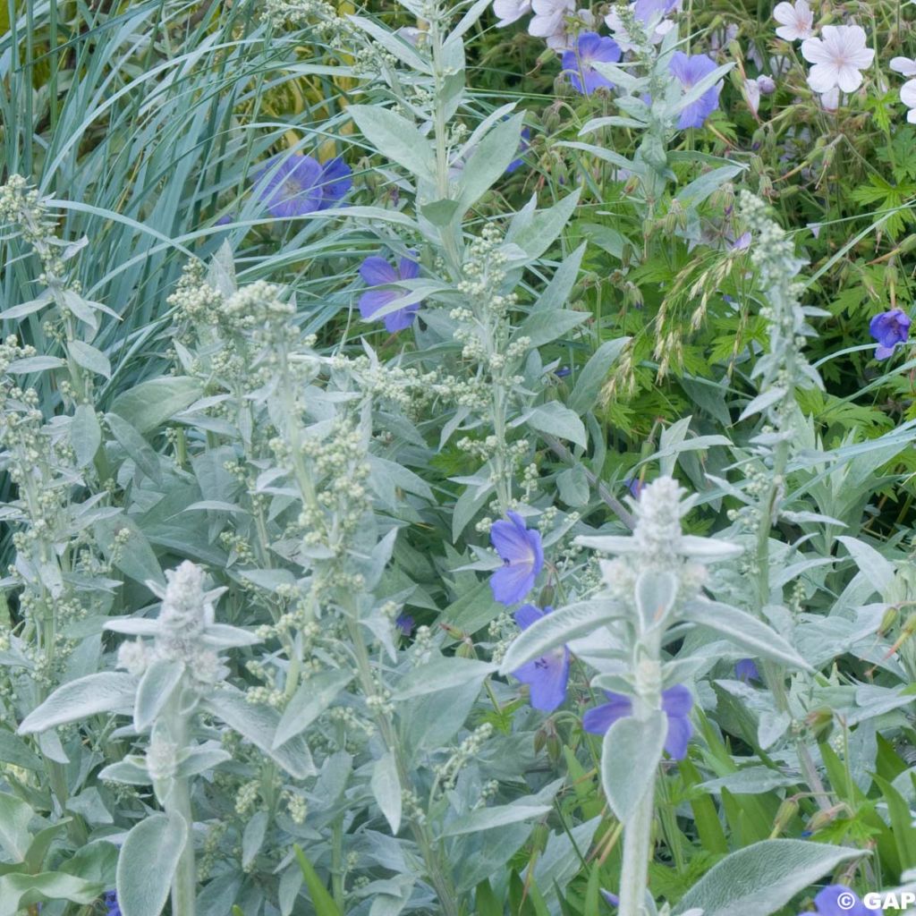 Verbascum phlomoides Spica - Molène blanche
