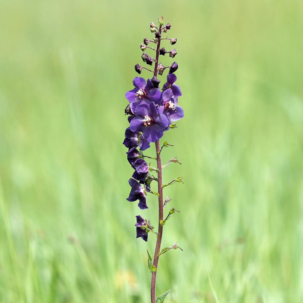 Verbascum phoeniceum Violetta - Paarse toorts