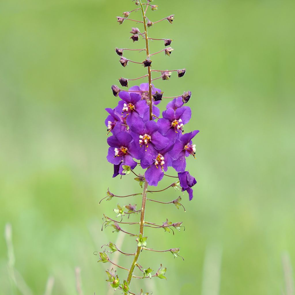 Verbascum phoeniceum Violetta - Paarse toorts