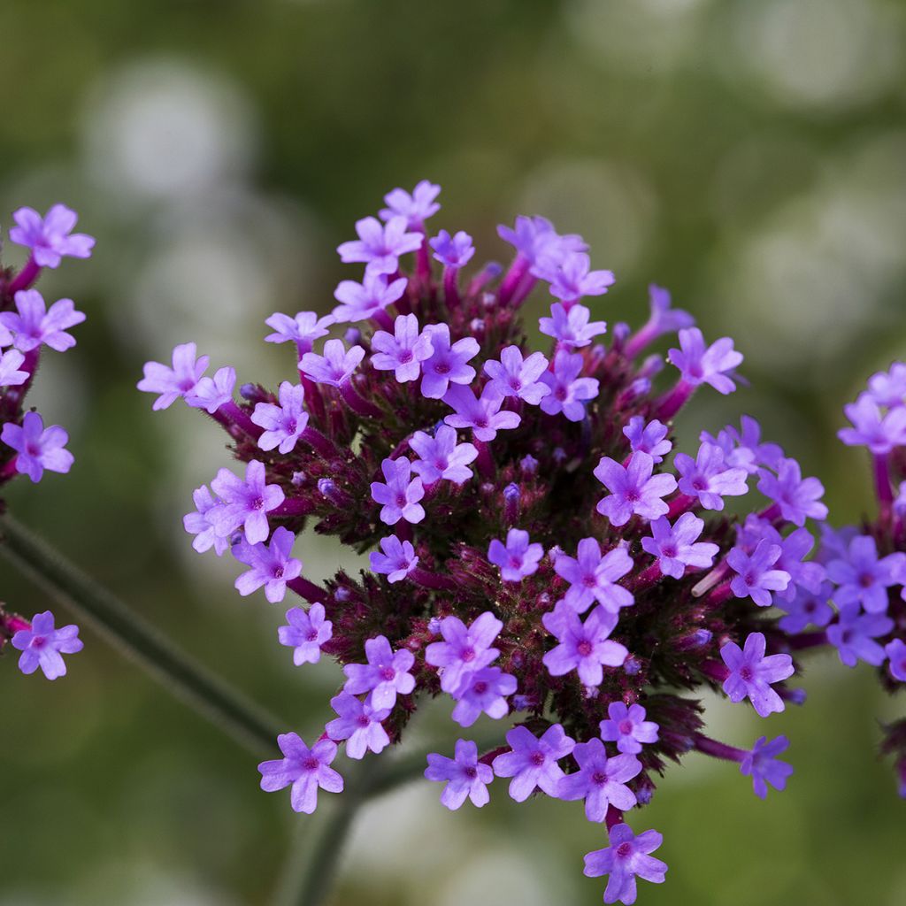 Verbena bonariensis Vanity - Reuzenverbena