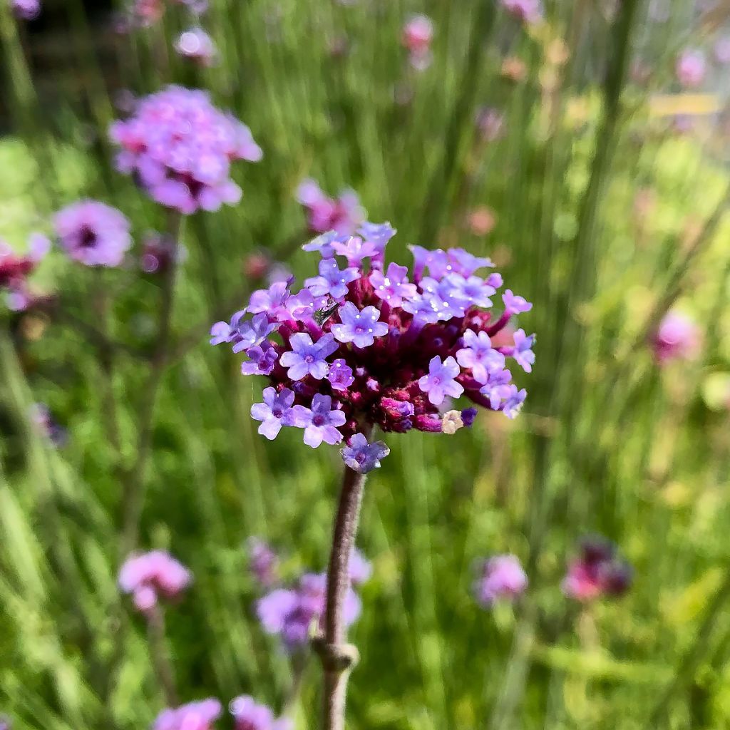Verbena bonariensis - Reuzenverbena