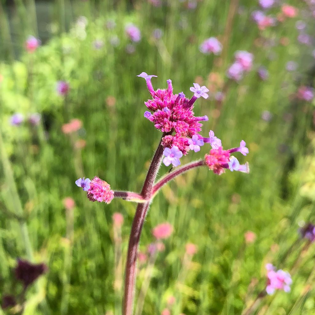 Verbena bonariensis - Reuzenverbena