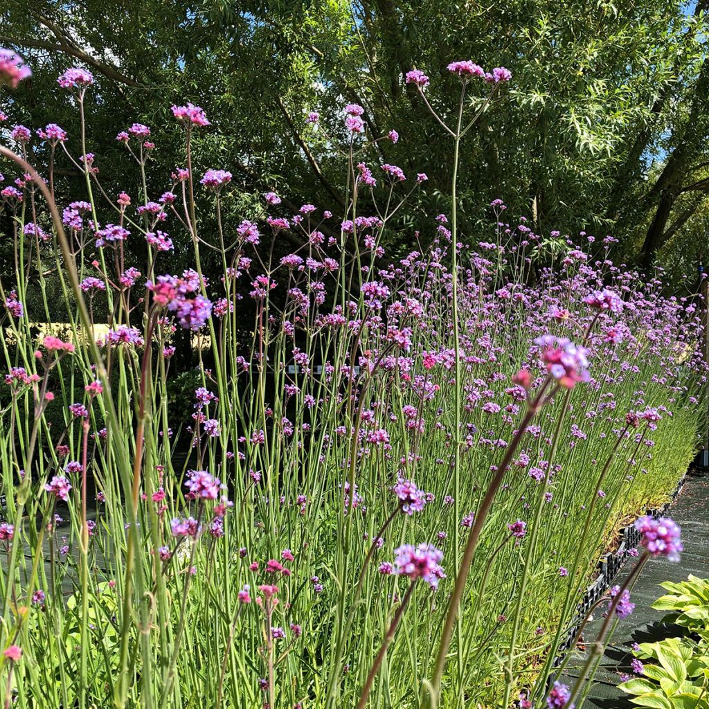 Verbena bonariensis - Reuzenverbena