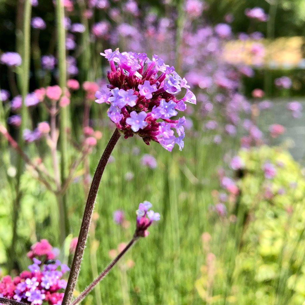 Verbena bonariensis - Reuzenverbena