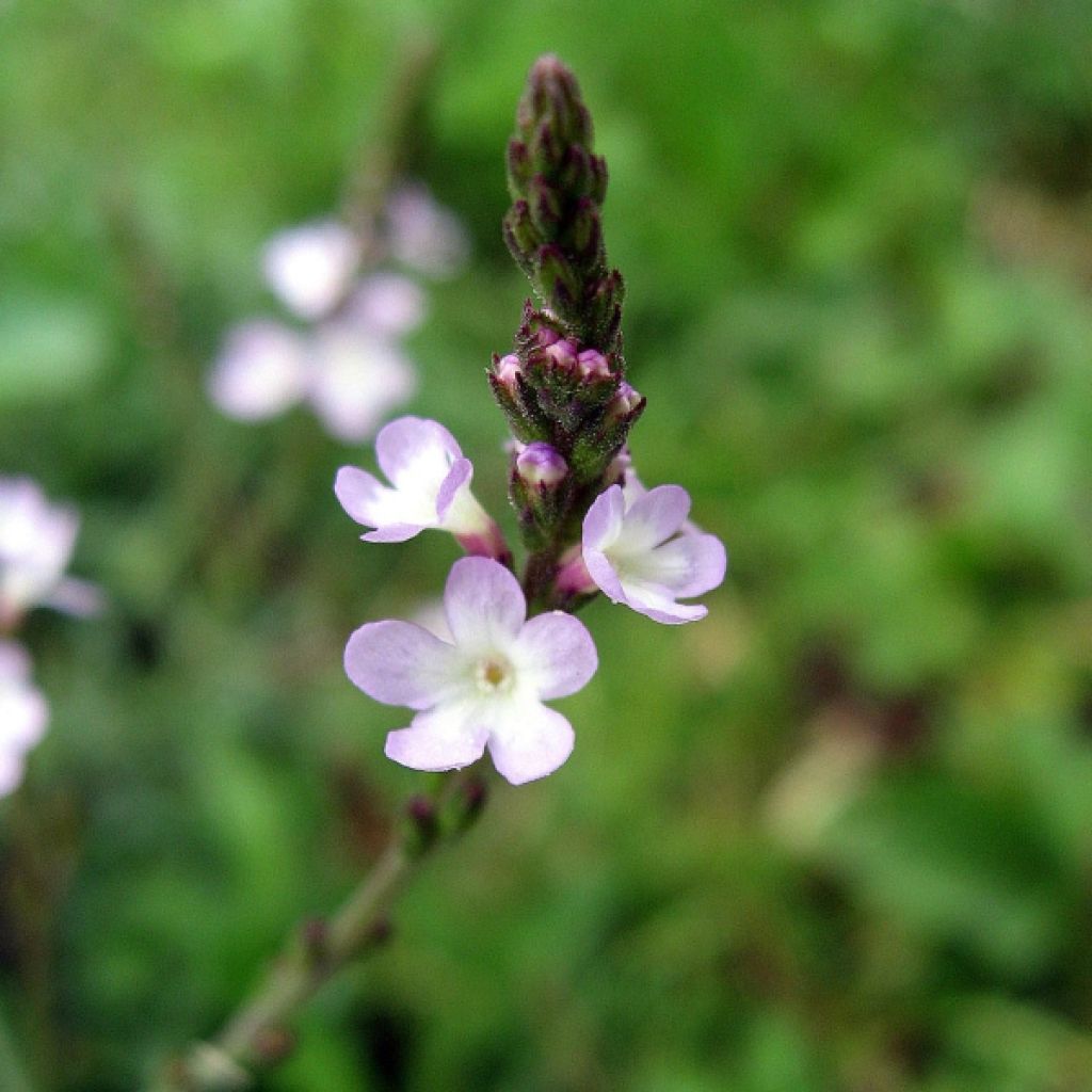 Verbena officinalis - Ijzerhard
