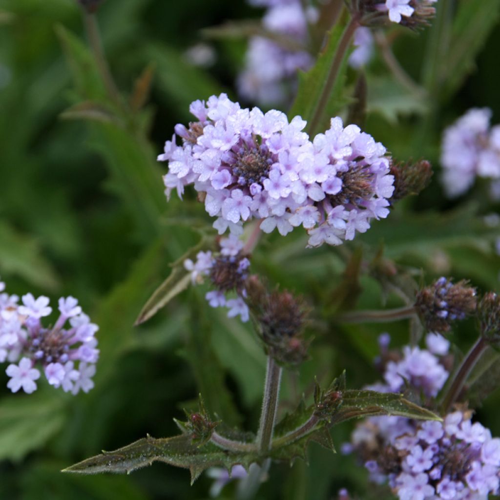 Verbena rigida Polaris - Ijzerhard