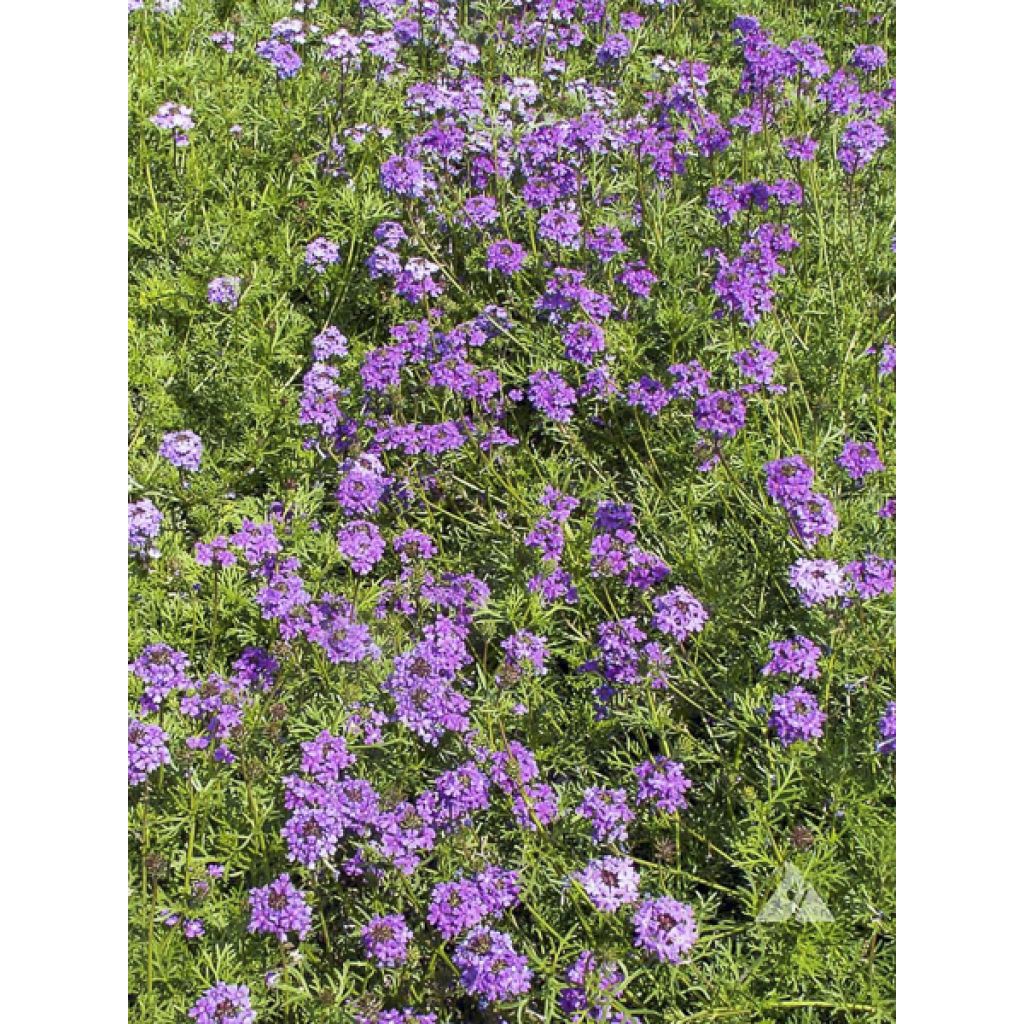 Verbena tenuisecta - Verveine mousse