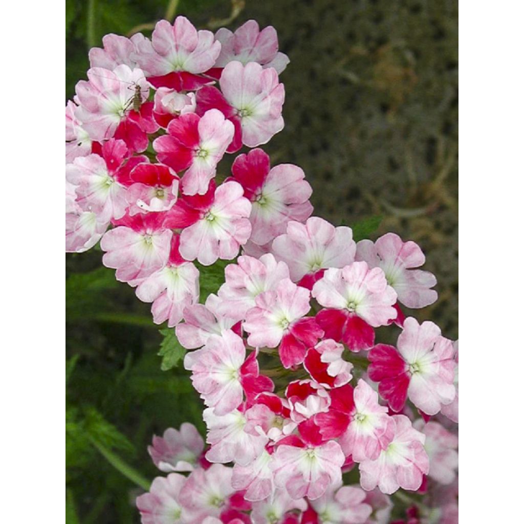 Verveine Pink Parfait