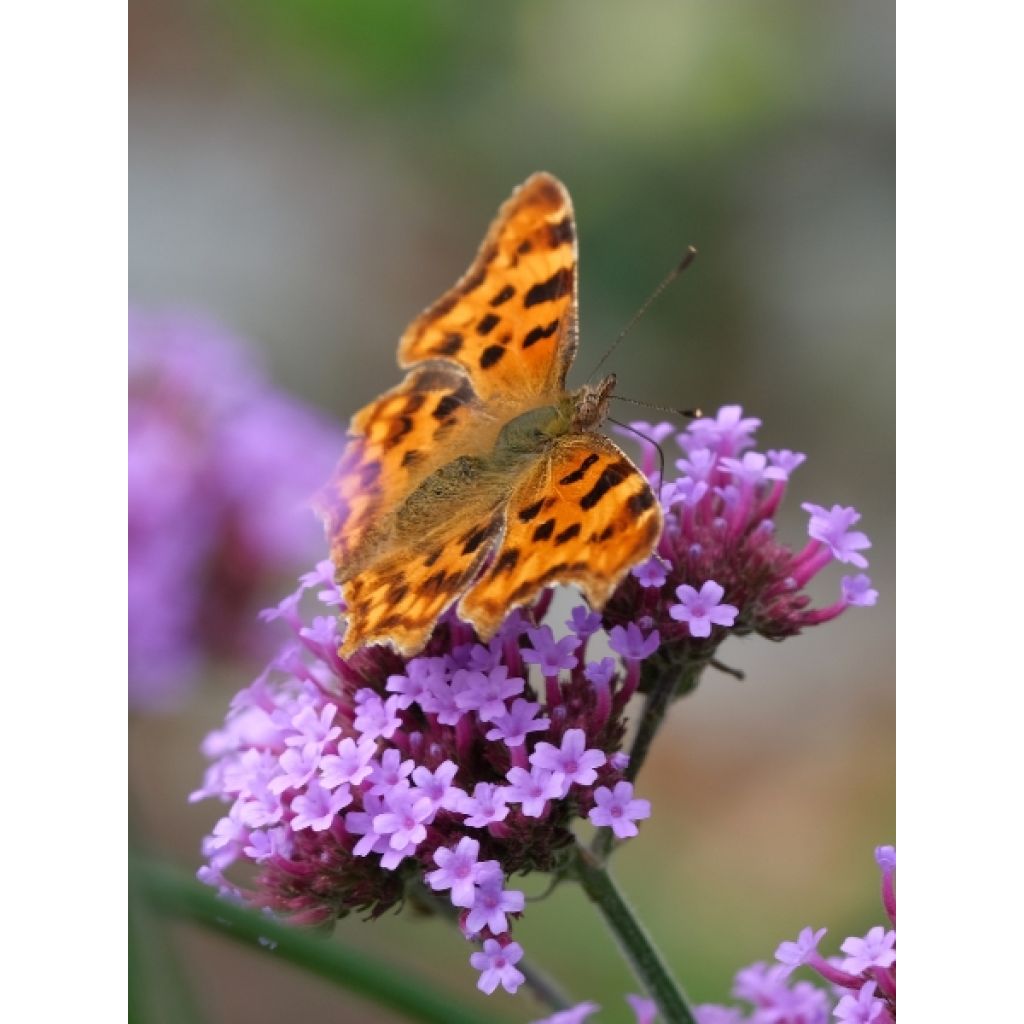 Verbena bonariensis - Reuzenverbena