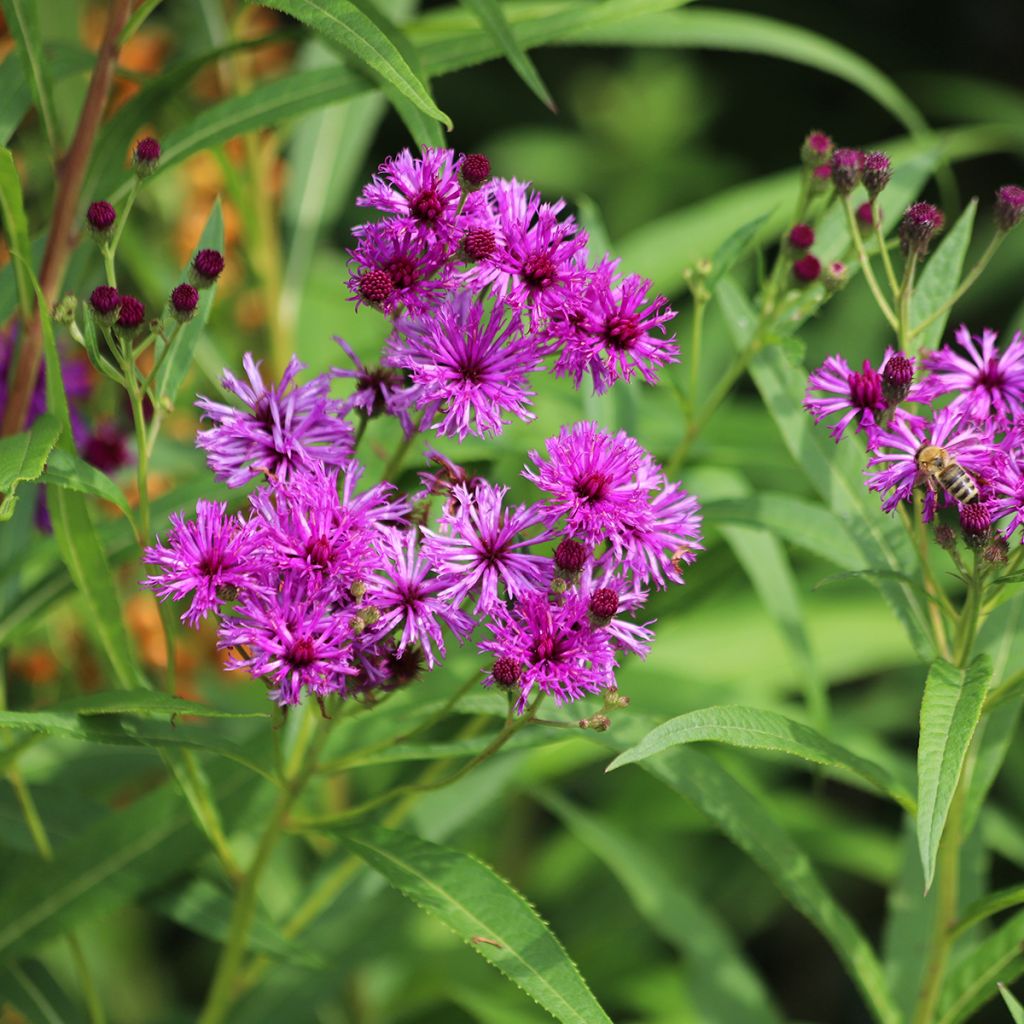 Vernonia crinita - Ijzerkruid